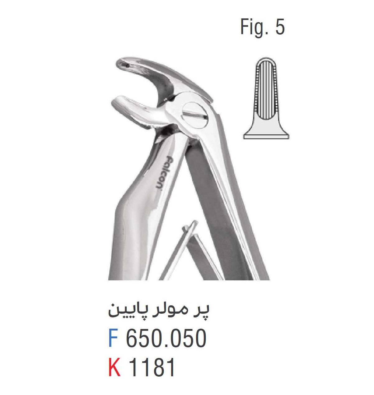 فورسپس پرمولر پایین فالکن fig:5