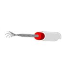 فایل براش فینیشر کانال Dentonic - خرید و قیمت فایل براش فینیشر کانال برند دنتونیک - فروش فایل روتاری - خرید فایل روتاری - آرمادنت